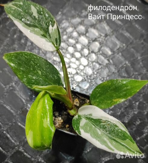 Филодендроны