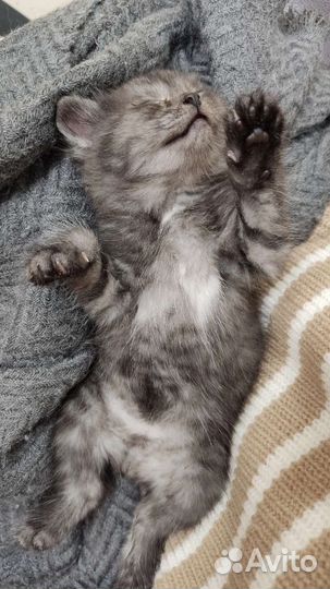 Котенок мальчик