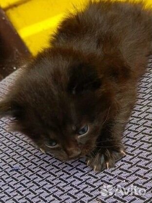 Котенок мальчик совсем малыш