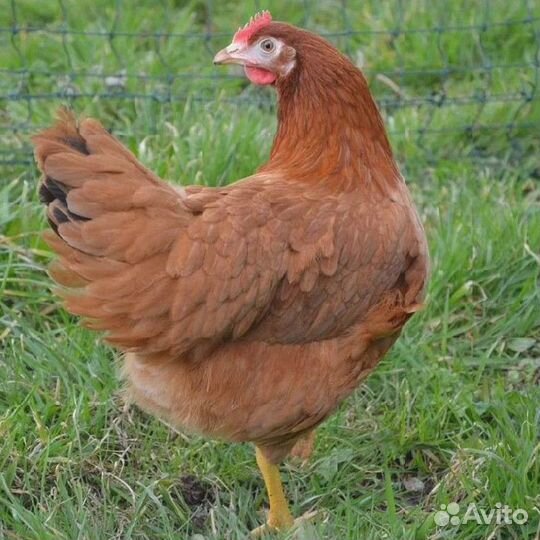 Куры несушки Белые