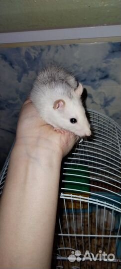 Крыса с клеткой бесплатно