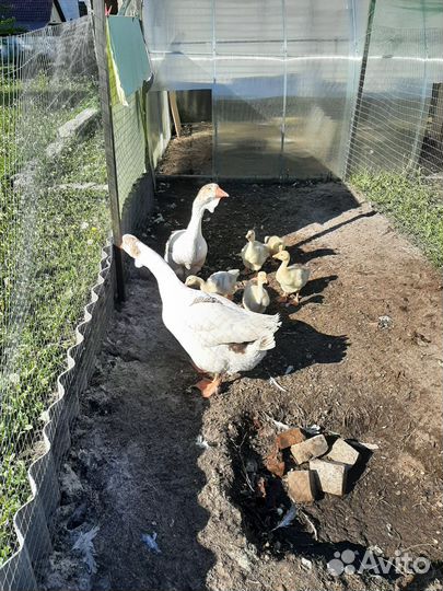 Холмогорские гуси