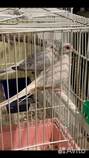 Бриллиантовые горлицы