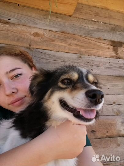 Работа выгул собак