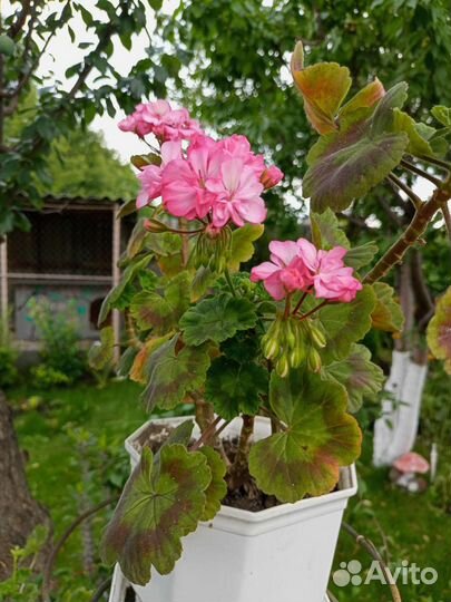 Пеларгония герань