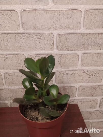 Красула толстянка