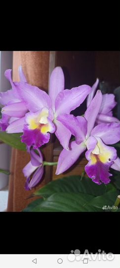 Орхидея каттлея