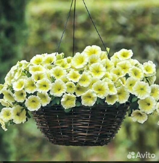 Петуния Шок Вейв, Изи Вейв