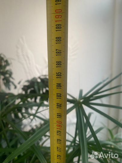 Комнатные растения цветы