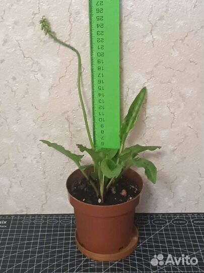 Дримиопсис