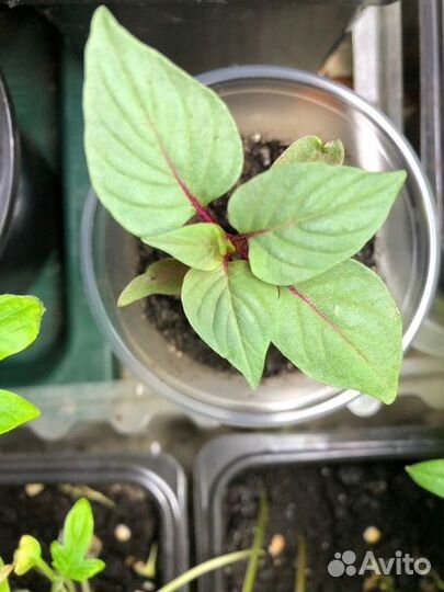 Целозия гребенчатая рассада Императрица