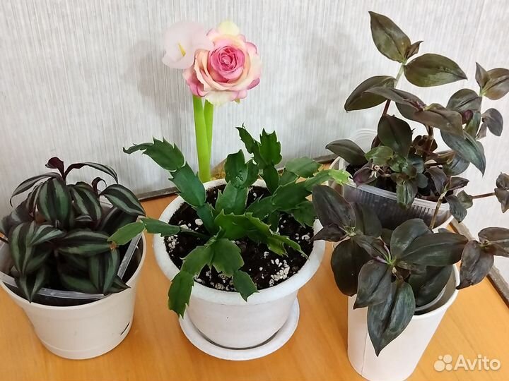 Декабрист белый, традеск. Шоколад, Пурпурный джой