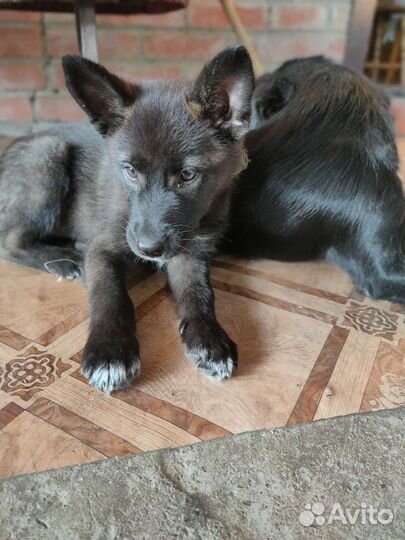 Щенок помесь хаски