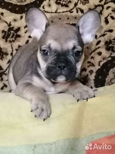 Французики