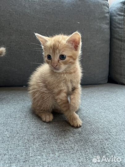 Котята рыжие бесплатно