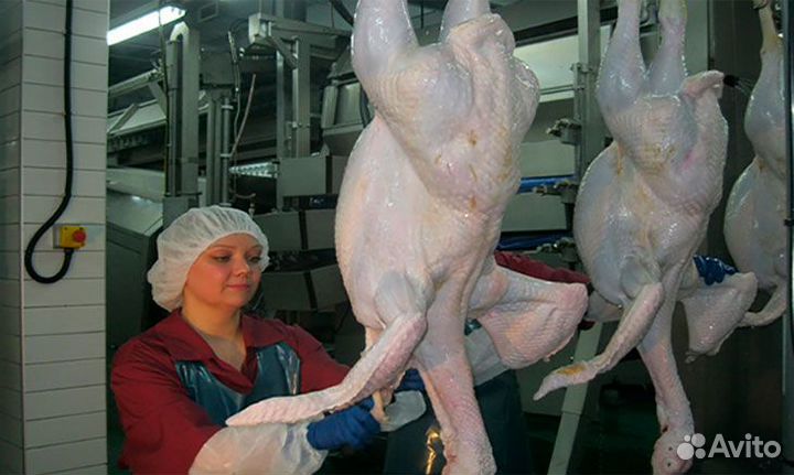 Обработчик птицы (индейка) /Вахта г. Шахты