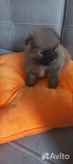 Щенки шпица