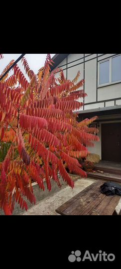 Сумах в продаже