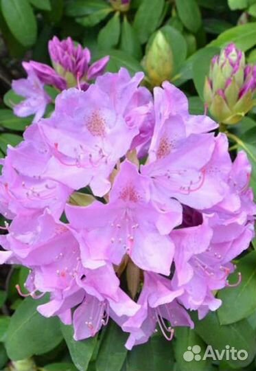 Рододендрон кэтевбинский Грандифлора