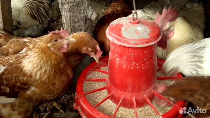 Комбикорм для Кур Несушек Рост