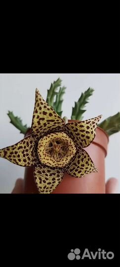 Орбея. Суккуленты. Алоэ вера. Крассула марнье