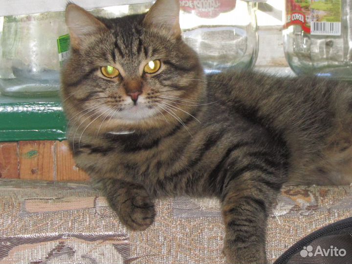 Кот камышового окраса