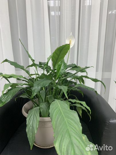 Спатифиллум