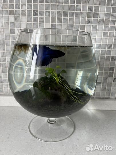 Рыбка петушок с аквариумом