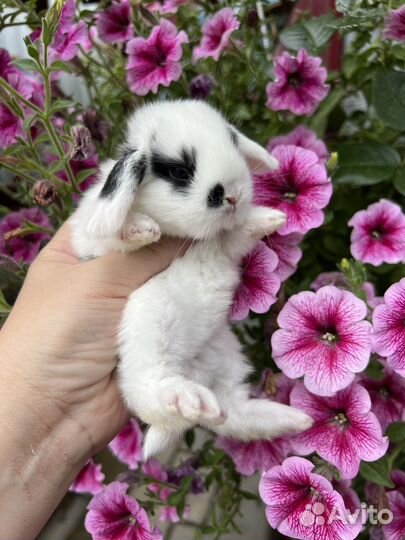 Красивые кролики Мини