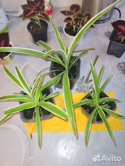 Хлорофитум кудрявый