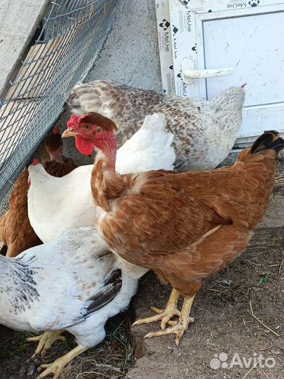 Петухи маран и голошейки