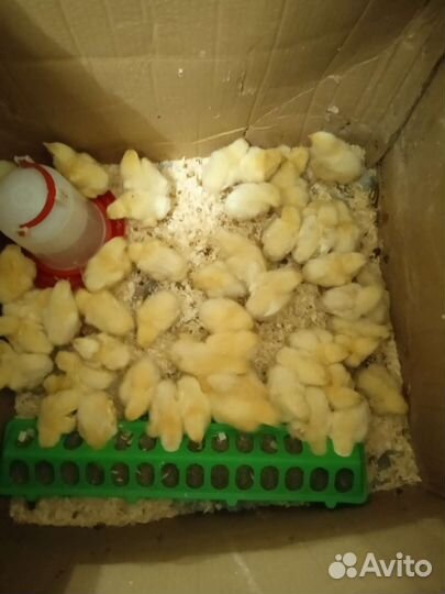 Цыплята от домашних кур, бройлеры