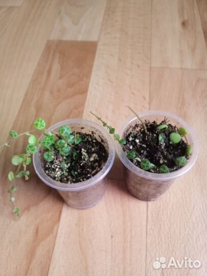 Пеперомия прострата