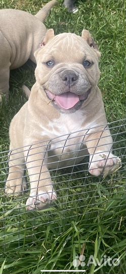 Девочка Американского булли