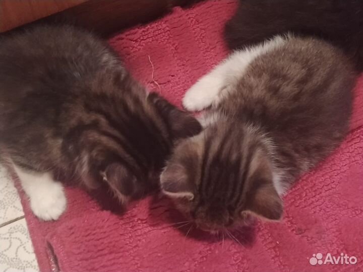 Котята в добрые руки