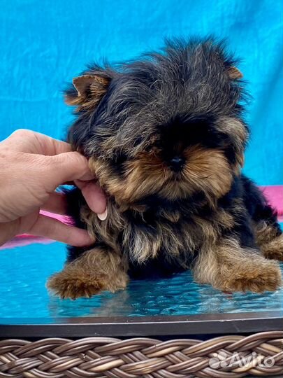 Йоркширский терьер мини щенки