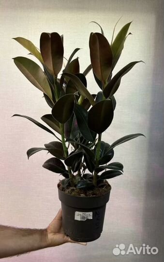 Фикус 3 ствола