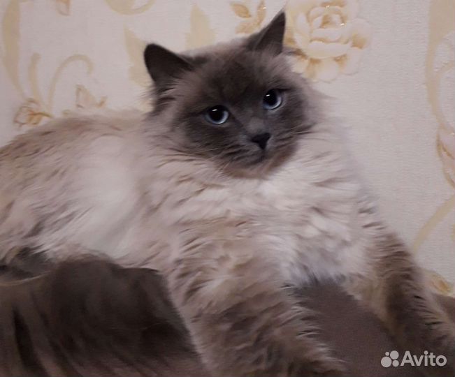 Невская маскарадная