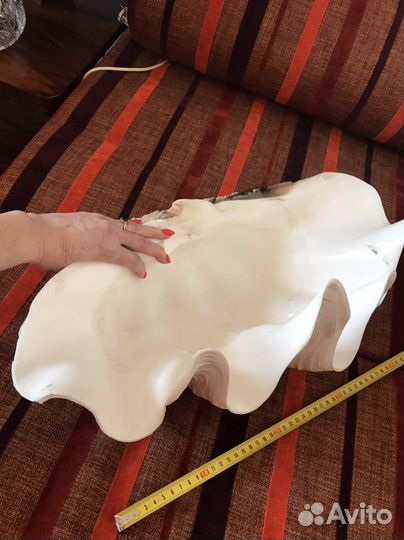 Раковина океаническая или морская. Ракушка