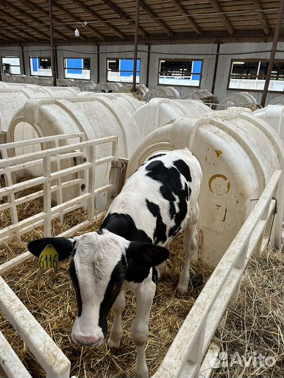 Бычки Холмогоры