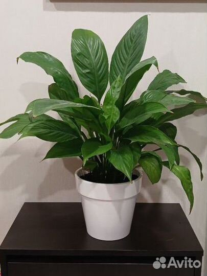 Спатифиллум