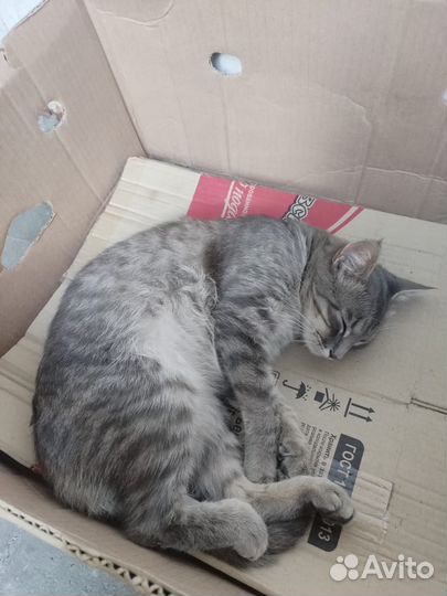 Котики бесплатно