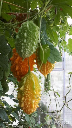 Семена момордики