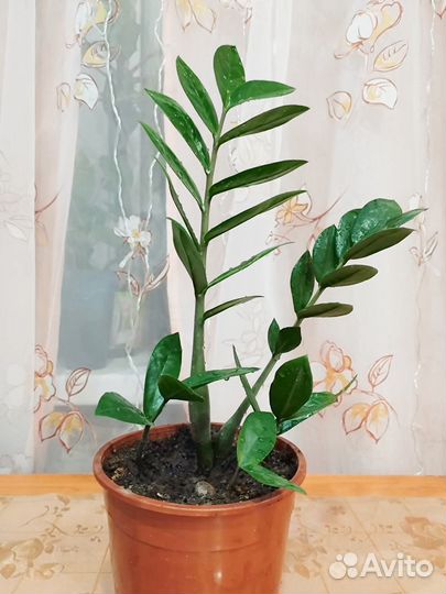 Замиокулькас (долларовое дерево)