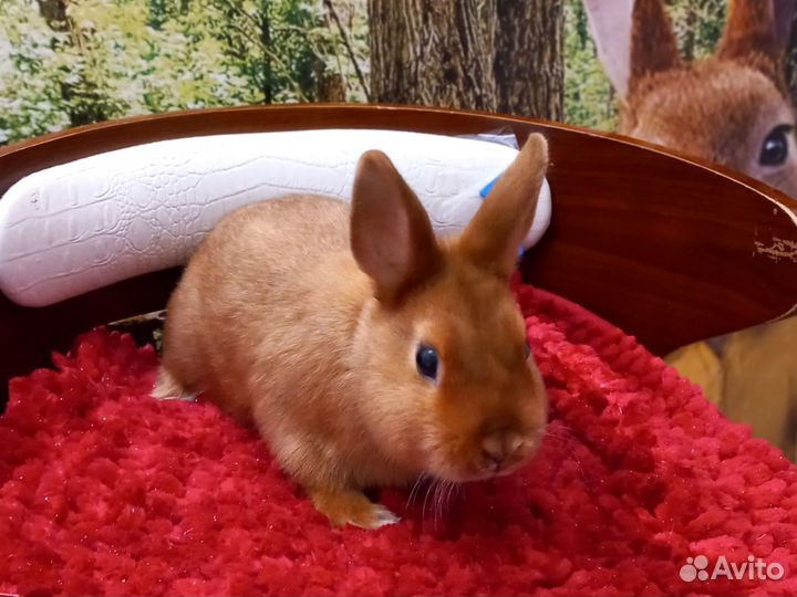 Карликовый сатиновый кролик