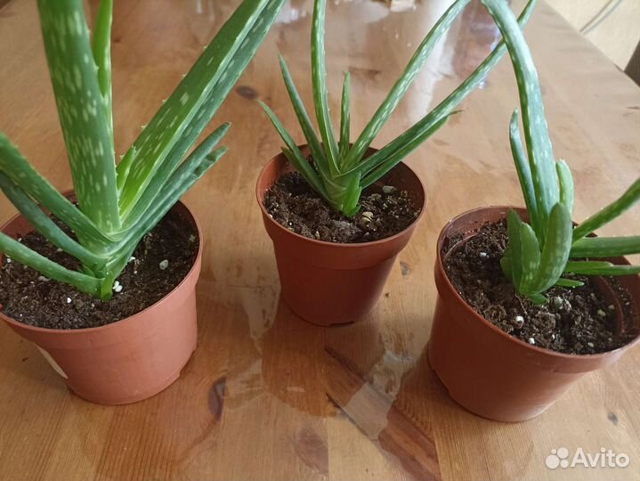 Цветок алоэ вера