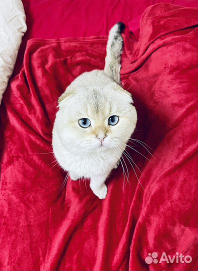 Вязка кота шотландский вислоухий