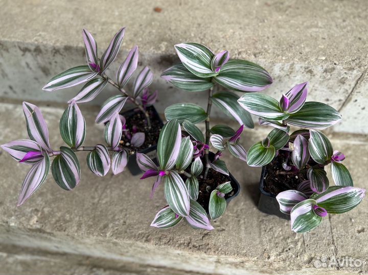 Традесканция Нанук