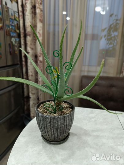 Алоэ лечебный