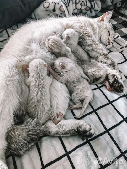 Котята скоттиш страйт